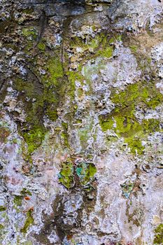 green grunge wet obsolete flat wall texture and background.