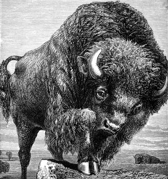 An engraved image of an  American USA bison animal from a vintage Victorian book dated 1886 that is no longer in copyright stock image