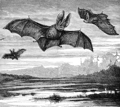An engraved image of Long Eared Bats (plecotus auritus) flying at night from a vintage Victorian book dated 1886 that is no longer in copyright stock image