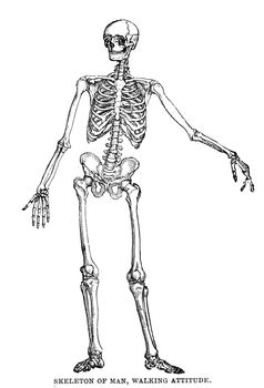 An engraved image of a male human skeleton bones with a man walking attitude from a vintage Victorian book dated 1886 that is no longer in copyright stock image