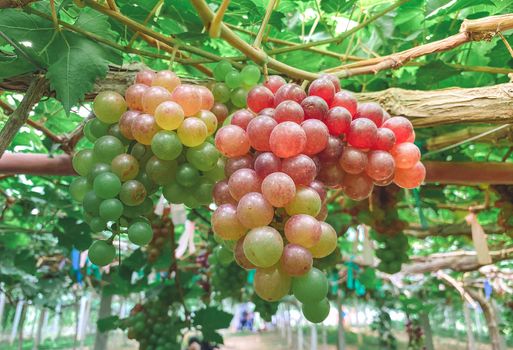 Fresh grapes hung on grape trees of vineyards.,agriculture.