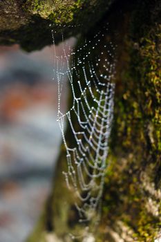 A spider web with raindrops hangs on a tree