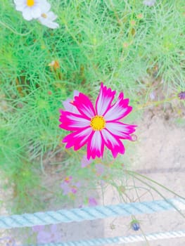 Close up of cosmos flowers