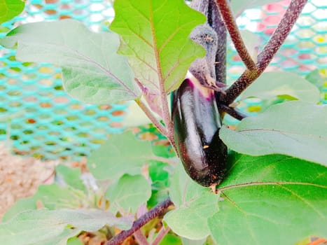 Close up of eggplant