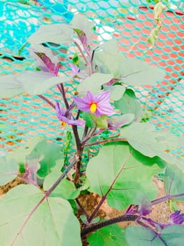 Close up of eggplant flowers