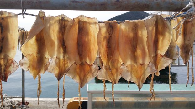 Squids drying in the sunlight in a fish market in Japan