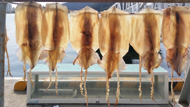 Squids drying in the sunlight in a fish market in Japan