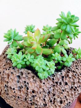 Tiny succulents in concrete pot