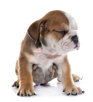 puppy english bulldog in front of white background