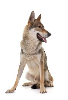  czechoslovakian wolf dog in front of white background