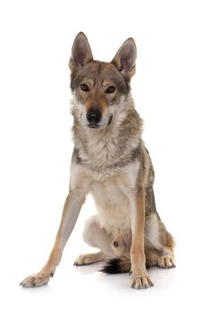  czechoslovakian wolf dog in front of white background