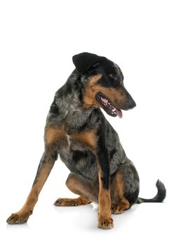 female harlequin beauceron in front of white background