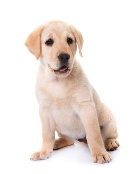 puppy labrador retriever in front of white background