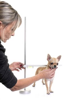 measuring rod for dog in front of white background