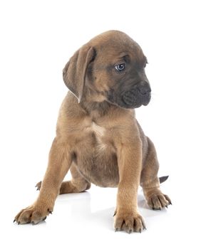 puppy italian mastiff in front of white background