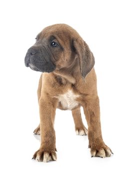 puppy italian mastiff in front of white background