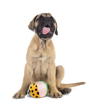 young bullmastiff in front of white background