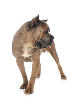 adult italian mastiff in front of white background