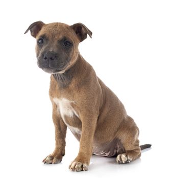 puppy staffordshire bull terrier in front of white background