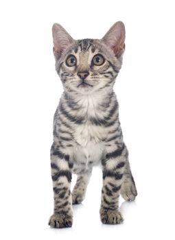 bengal cat in front of white background