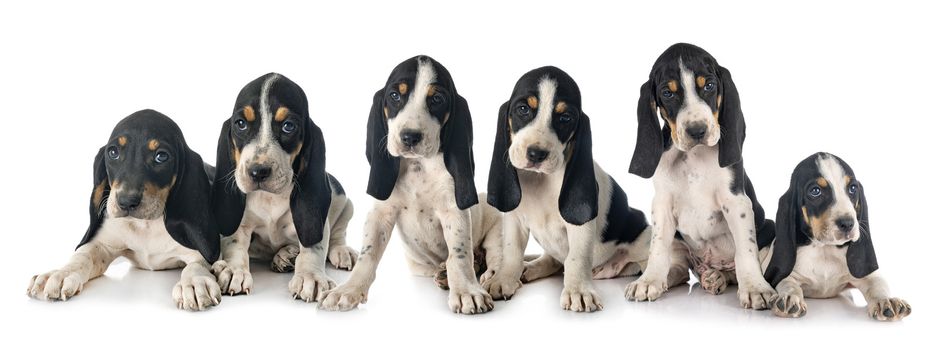 puppies bernese Schweizer Laufhund in front of white background