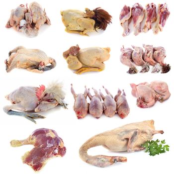 poultry meat in front of white background