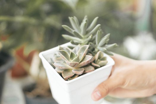 Woman hand holding fresh succulent plant in pot for decoration with vintage tone, selective focus