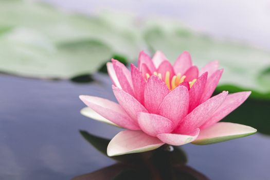 Close up pink lotus flower plant with green leaves, selective focus