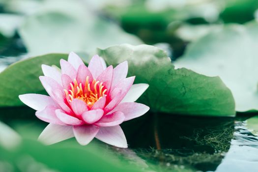 Close up pink lotus flower plant with green leaves, selective focus