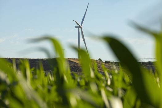 New wind turbines, recently installed in the municipal area of the town of Gallur, rotate with the wind over the corn fields in summer, community of Aragon, Spain.