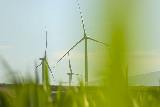 New wind turbines, recently installed in the municipal area of the town of Gallur, rotate with the wind over the corn fields in summer, community of Aragon, Spain.