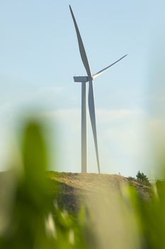 New wind turbines, recently installed in the municipal area of the town of Gallur, rotate with the wind over the corn fields in summer, community of Aragon, Spain.