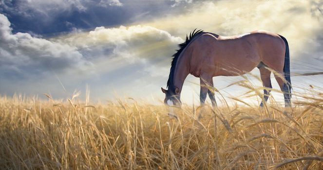 Horse grazing in field with golden wheat