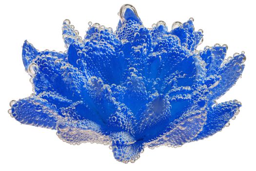 phantom blue chrysanthemum coverd by air bubbles underwater on white background