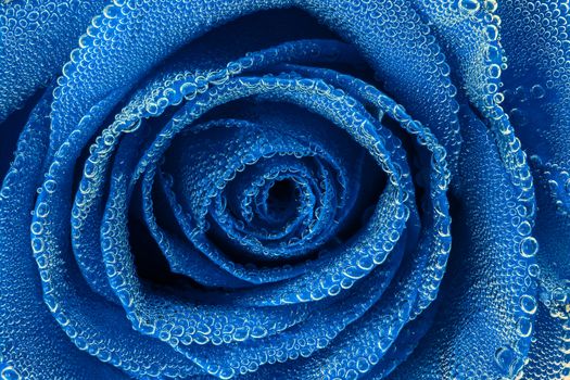 blue rose under air bubbles close-up edgeless view.
