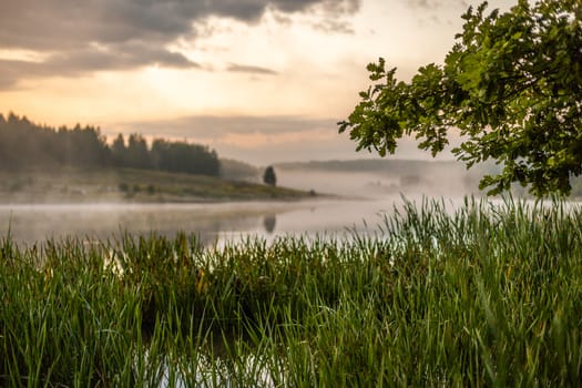 morning foggy riverside view with oak tree, reedmace grass and selective focus with shallow depth of field in muted color gamma.