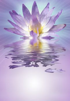 Lotus flower reflected on water surface in purple colors