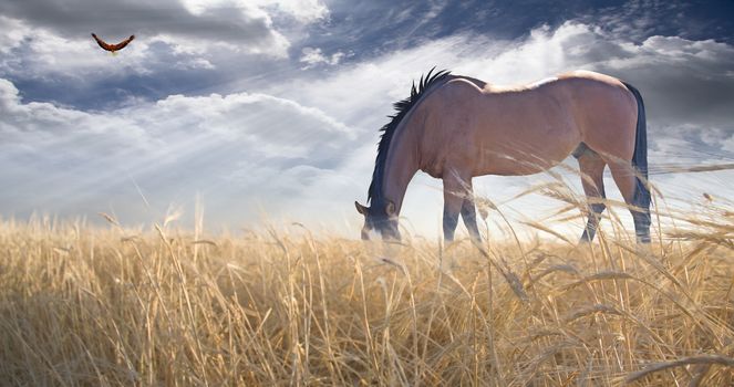 Horse grazing in field