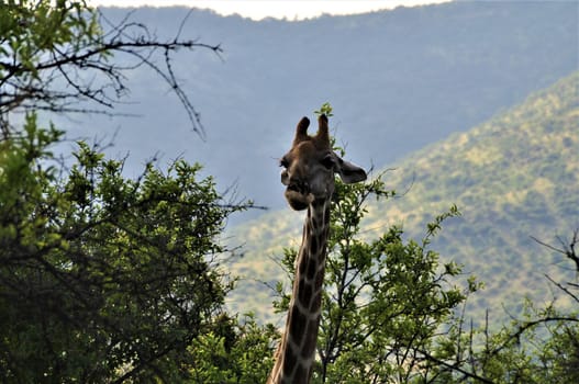 Giraffe looks out from the trees in the bush with mountains in the background