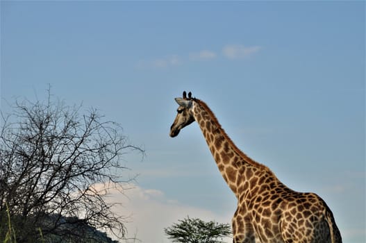 Giraffe besides a tree in front of a blue sky as background