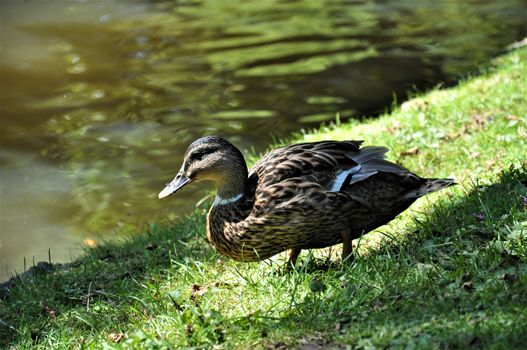 A female mallard standing in the grass besides a lake