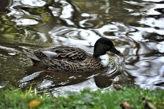 A female mallard duck swimms on a lake