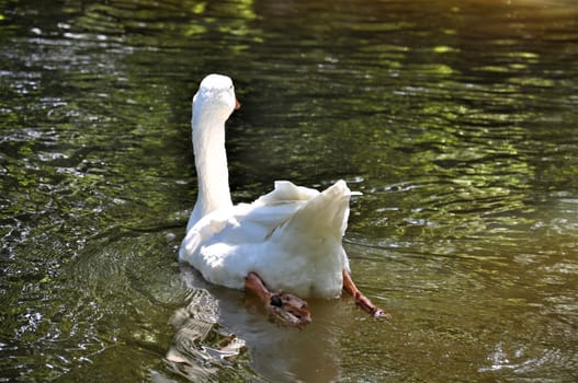 Rear view of white goose swimming on a lake
