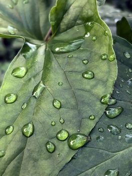 Beautiful view of rain droplets on the surface of the green leaves in the garden