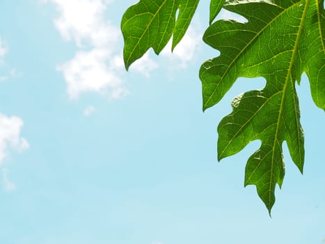 Green leaves and blue sky.