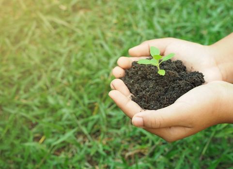 Human hand holds the small tree growing in the soil