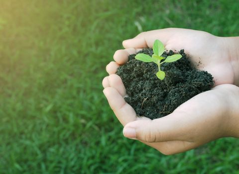 Human hand holds the small tree growing in the soil.