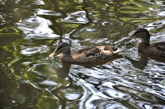 Two female mallard ducks are swimming on a lake