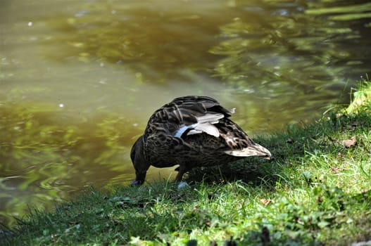 A female mallard standing in the grass besides a lake