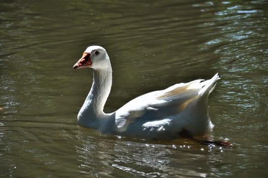 One white goose swims on a lake